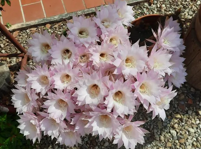 Cuore Di Toscana, 44 別荘 Gracciano